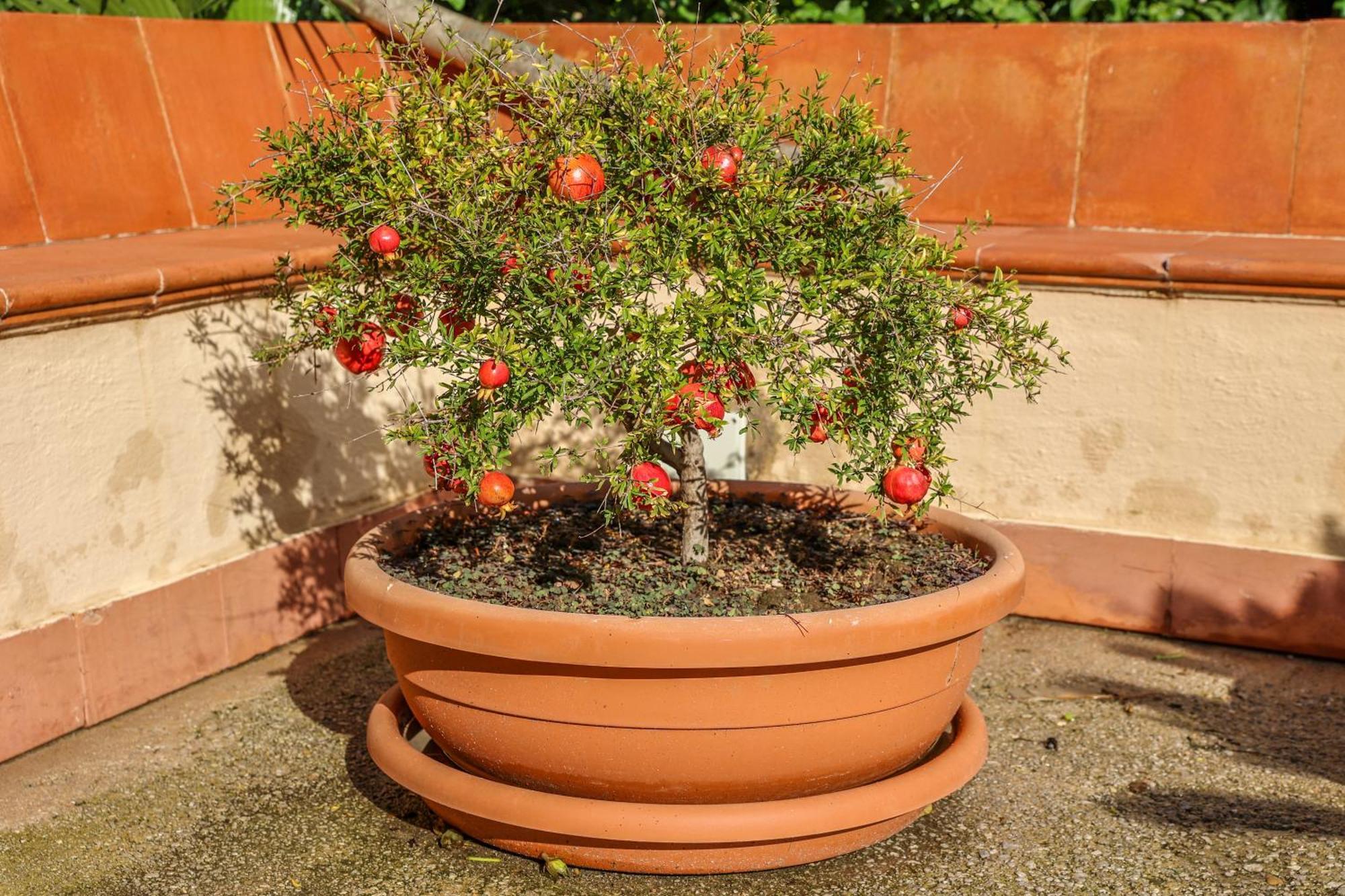 B&B Giardino Dei Cedri Trabia Εξωτερικό φωτογραφία