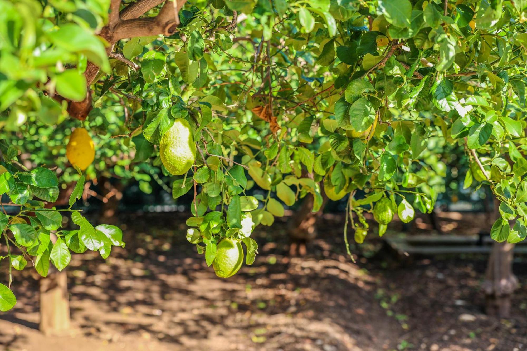 B&B Giardino Dei Cedri Trabia Εξωτερικό φωτογραφία