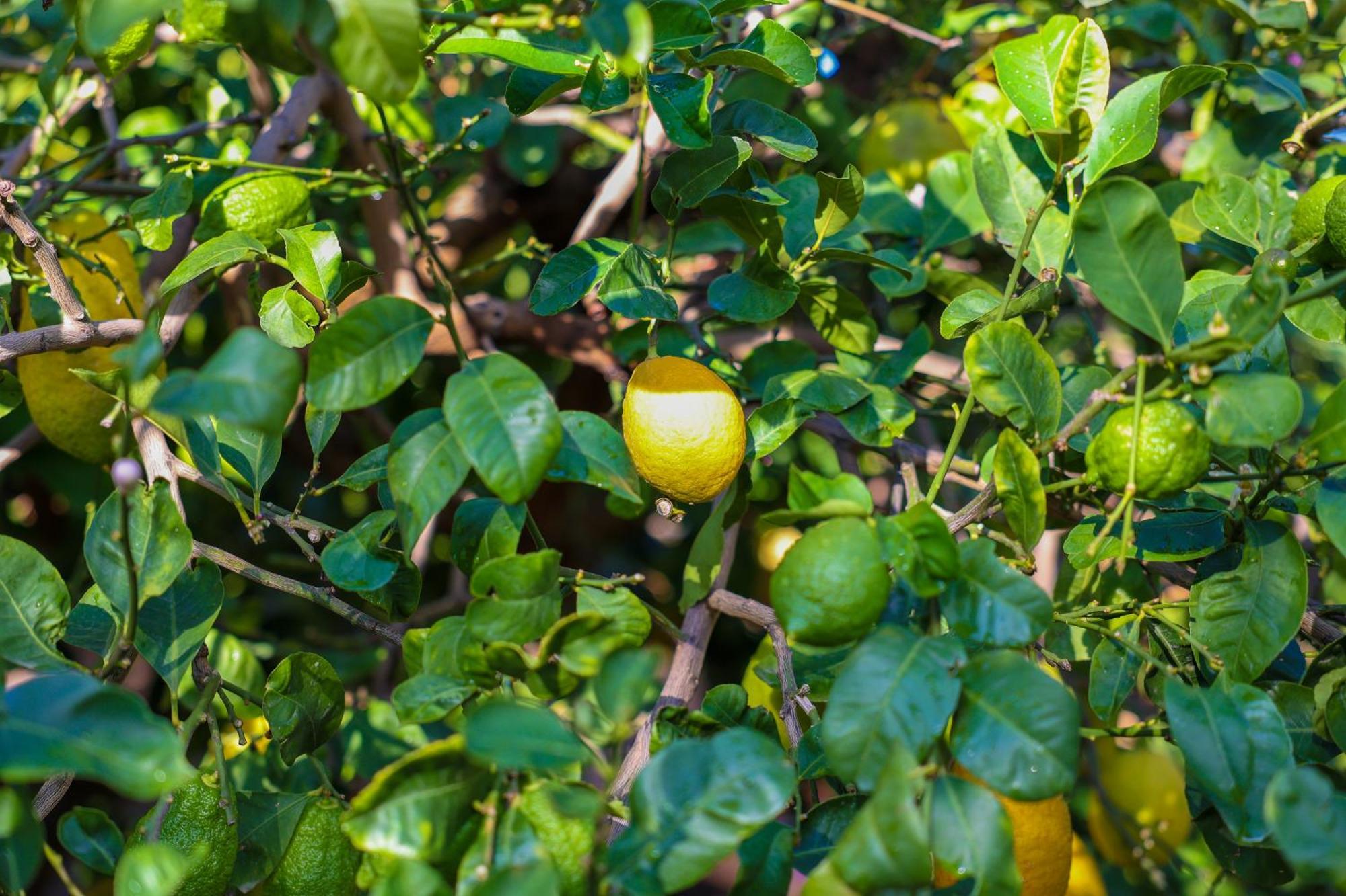 B&B Giardino Dei Cedri Trabia Εξωτερικό φωτογραφία